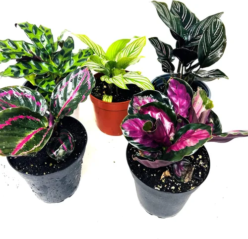 Vista 2 de JM BAMBOO Calathea Fiesta de 2 Plantas Vivas 'Unique by JMBamboo