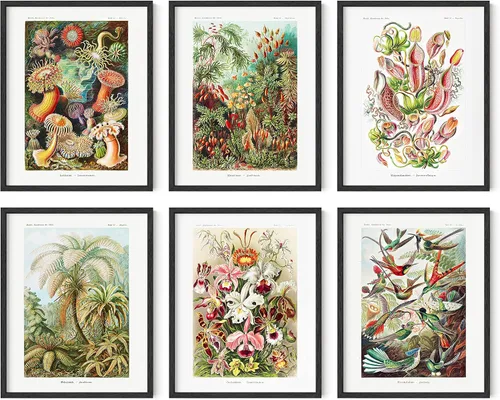 Vista 25 de HAUS AND HUES Pósteres florales y de plantas, juego de 6 impresiones botánicas, arte de pared de flores y plantas, decoración botánica