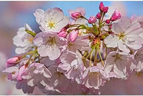 Vista 6 de Live Akebono Cherry Blossom Tree (6 ''-10 '' de alto) - Flor de cerezo para jardinería - Not Ship AZ & CA