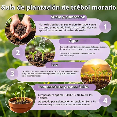 Vista 6 de Oxalis Triangularis, 10 bombillas de trébol morado, flores para el hogar, jardín, interior y exterior, fácil cuidado