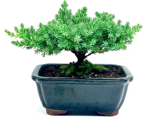 Vista 3 de Árbol bonsái enano vivo de enebro Interior/exterior 100% hecho a mano Decoración para el hogar y la oficina El mejor regalo para vacaciones