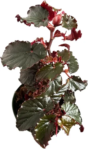 Vista 5 de Begonia Black Magic, Begonia Rex, maceta de 4 pulgadas, planta viva muy única y fácil de cuidar