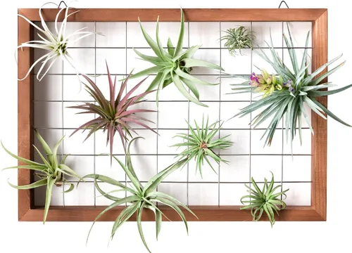 Vista 3 de Mkono Marco para Plantas de Aire Colgante Soporte para Plantas de Aire Tillandsia Colgador de Exhibición Estante de Madera Decoración de Pared