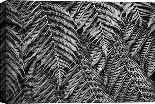 Vista 24 de SigNWIN - Lienzo decorativo para pared, diseño de hojas de monstera tropicales, fotografía realismo, diseño moderno en blanco y negro, para sala