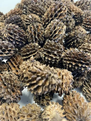 Vista 3 de Awesome Aquatic - Tanque de camarones Betta con conos de aliso y casuarina promueve el hábitat natural, la cría, la producción de taninos mejora