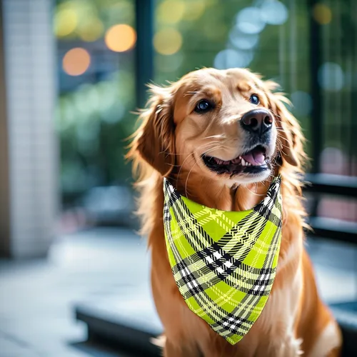 Vista 7 de 100 pañuelos a cuadros para perros a granel para bufandas pequeñas y medianas con dobladillo