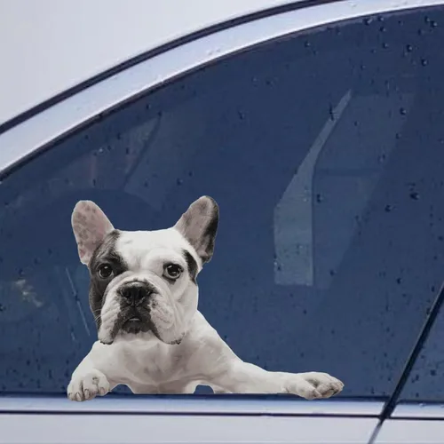 Vista 15 de Calcomanías de perro caniche, divertidas calcomanías de vinilo troqueladas para automóvil, laptop, parachoques Estilo-37