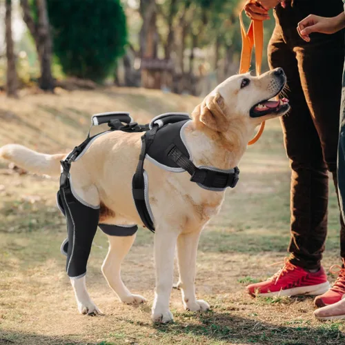 Vista 7 de Soporte ajustable para perro ACL Brace pata trasera pierna derecha-mejorada/talla L