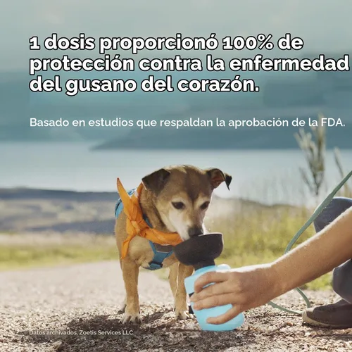 Vista 6 de Simparica Trio (sarolaner, moxidectina y tabletas masticables de pirantel) masticables para perros, 48 mg/tab, 44.1-88 libras, (verde), 1 tableta