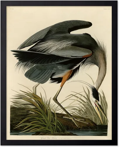 Vista 48 de Poster Master Póster vintage de James Audubon – Impresión retro de amargo americano – Arte de aves de América – Regalo para hombres, mujeres