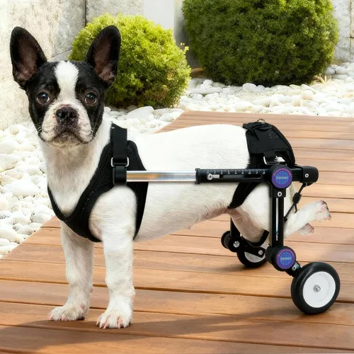 Vista 8 de Silla de ruedas ajustable para perros para patas traseras, soporte de movilidad, silla de ruedas ligera para mascotas con patas traseras
