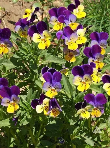 Vista 4 de 500 semillas de flores de viola Johnny Jump UP Helen Mount Tricolor Flower