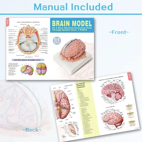 Vista 8 de EVOTECH SCIENTIFIC Modelo de cerebro humano con arterias, 7 piezas tamaño real, modelo de anatomía de cerebro en una base, muestra plano horizontal
