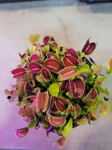 Vista 2 de 3 pequeñas trampas gigantes Venus para moscas (plantas carnívoras) de 3 pulgadas