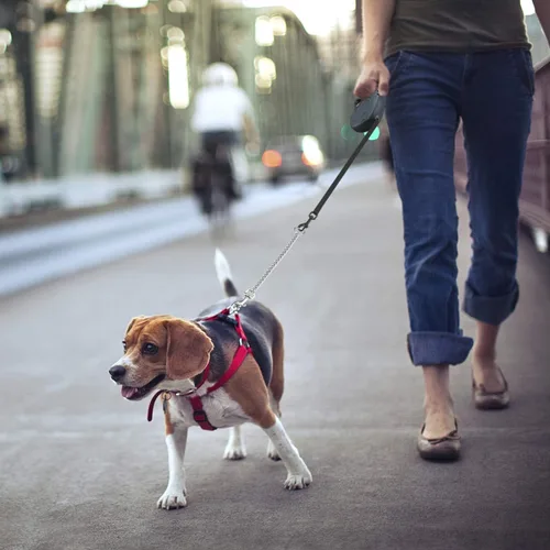 Vista 6 de Idepet Correa retráctil resistente para perros pequeños y medianos, cadena