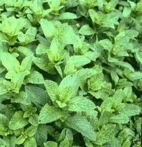 Vista 2 de Hierba de jardín de menta de Seed Kingdom BULK 1 oz Semillas