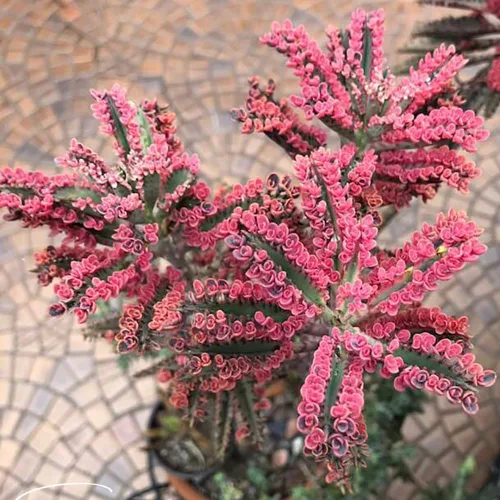 Vista 5 de Kalanchoe - Planta suculenta viva de mariposa rosa, maceta de 2 pulgadas, colorida para interiores, hermoso regalo para los amantes de las plantas