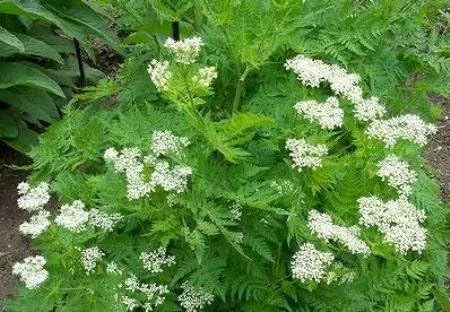 Vista 2 de Anís Great Herb or Vegetable by Seed Kingdom Bulk 10,000 Semillas