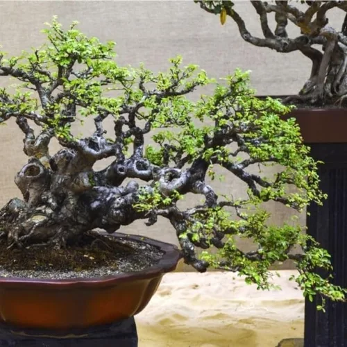 Vista 3 de 5 olmos chinos vivos de 6 a 12 pulgadas Olmo de rápido crecimiento para filas límites y paisajismo de jardín Planta de exterior fácil de cultivar