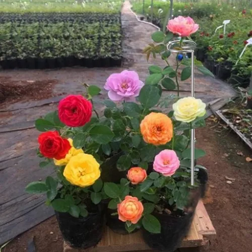 Vista 5 de Estacas para plantas de 30 pulgadas o 16 pulgadas para flores, paquete de 5 (bricolaje), anillos de soporte de jaula de plantas de acero inoxidable
