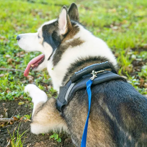 Vista 5 de Hi Kiss Correa de Entrenamiento de Obediencia y Agilidad para Perros/Cachorros - 15 pies 20 pies 30 pies 50 pies 100 pies - Ideal para Jugar