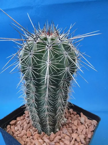 Vista 4 de Cactus Saguaro de 5 a 10 pulgadas de alto de 8 a 10 años (raíz desnuda)
