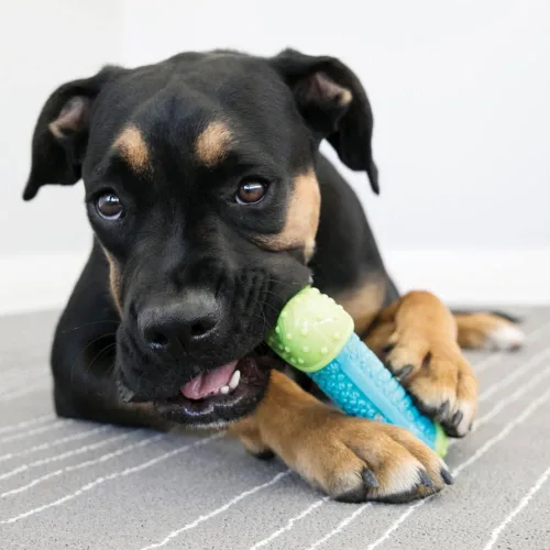 Vista 5 de KONG CoreStrength Bone - Juguete dental masticable para perros, duradero, de varias capas, para juego de enriquecimiento y cuidado dental