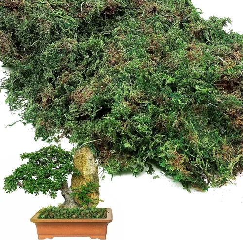 Vista 8 de Musgo verde natural de 10 onzas para plantas de interior, musgo real de bosque seco para manualidades, jardines de hadas artificiales, mosswall
