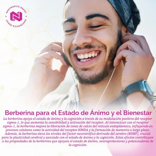 Vista 6 de Nootropics Depot Cápsulas de berberina HCL + silimarina 500mg + 90mg 60 unidades Apoya la función celular, la función metabólica