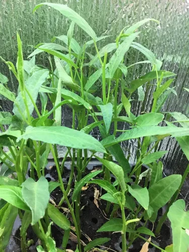 Vista 3 de 2500 semillas de Kang Kong también conocidas como semillas de Rau Muong o Ong Choy Semillas CAI de Kong Xin para plantar Semillas de Kangkong
