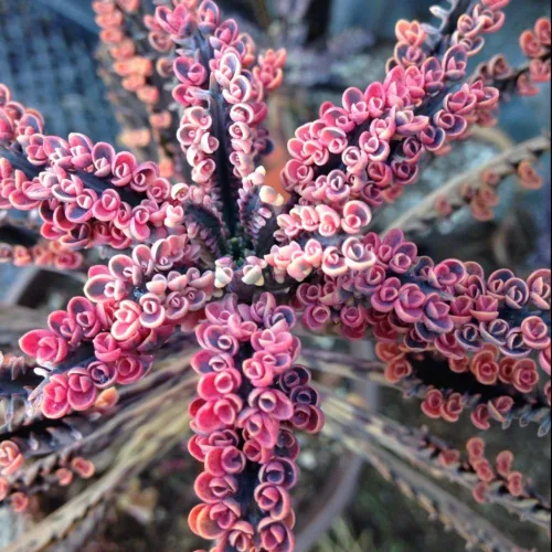 Vista 5 de 2 Plantas Vivas de Kalanchoe Mariposa Rosa, Planta Viva de Kalanchoe, en Maceta de 2 Pulgadas, Kalanchoe Rosa Suculenta Madre de Miles