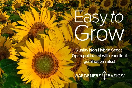 Vista 3 de Gardeners Basics, Semillas de girasol para plantar flores (paquete de 5) – Velvet Queen, mancha solar enana, reina limón, gigante y mamut mezcla a