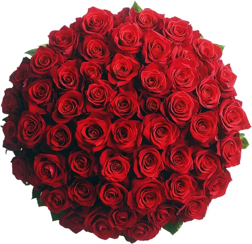 Vista 35 de GlobalRose Ramo de 50 rosas surtidas, rosas de origen responsable, flores frescas, ramo fresco de flores seleccionadas a mano para el día