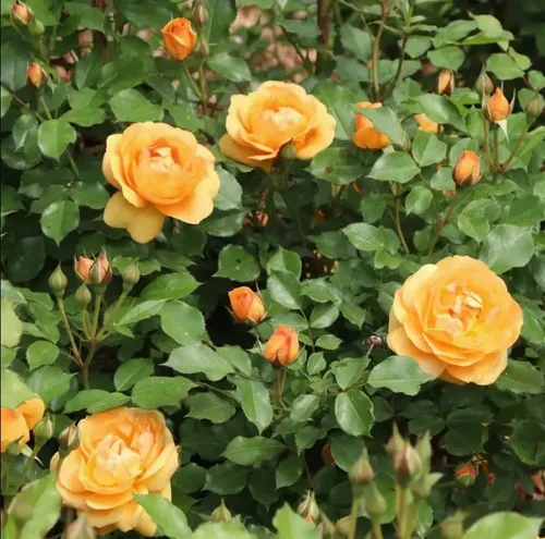 Vista 2 de Reminiscent® Ginger - Garden Rose - Ganadores probados - Maceta de 4