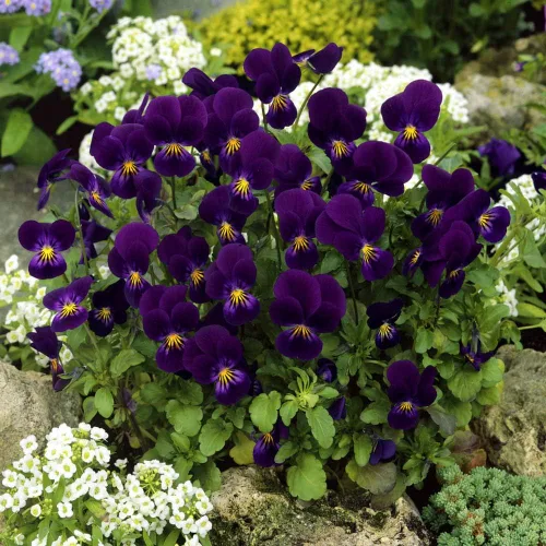 Vista 7 de Outsidepride King Henry Viola - Semillas de pensamiento para plantar, 1000 unidades. Flores perennes, resistentes al frío y aptas para polinizadores
