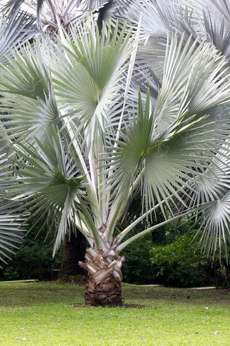 Vista 2 de 5 Silver Saw Palmetto Serenoa Repens American Dwarf Palm Tree Arbusto de fruta comestible Semillas de sol o sombra