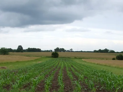 Vista 5 de 1 libra de libra Reid's Yellow Dent Field Corn Open Polinated Non GMO Reids USA