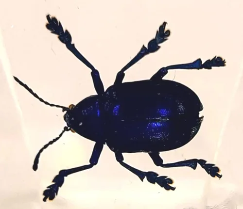 Vista 12 de 44mm Hormiga gigante tropical real en resina de lucita transparente cristalina, espécimen preservado Pseudoneoponera Rufipes, taxidermia