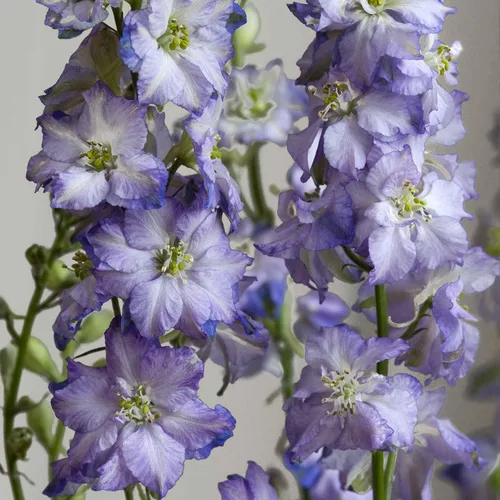 Vista 12 de Eden Brothers Semillas Delphinium - Campana Azul