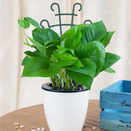 Vista 2 de UWIOFF Paquete de 12 enrejados para plantas en maceta, enrejado de jardín para plantas trepadoras, mini plantas trepadoras, macetas de enrejado