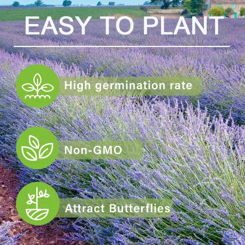 Vista 5 de Más de 10000 semillas de flores de lavanda perennes para plantar: semillas anuales de hierbas de lavanda vera atraen a polinizadores reliquia sin OMG