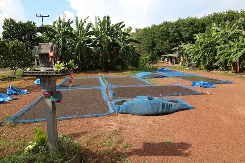 Vista 3 de Chanthaburi - Granos de pimienta negra Granos de pimienta tailandeses raras 4 onzas (paquete de 1)