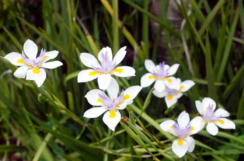 Vista 4 de African Iris White - 3 plantas vivas - Dietes Iridioides - Hierba de cobertura vegetal tolerante a la sequía