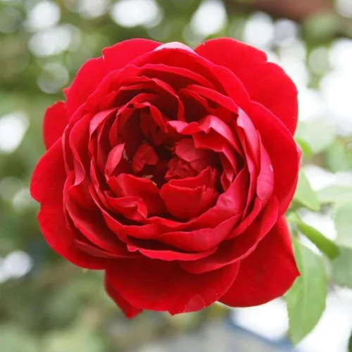 Vista 12 de Rosas trepadoras de reliquia, planta de raíz propia viva, Lady in Red™