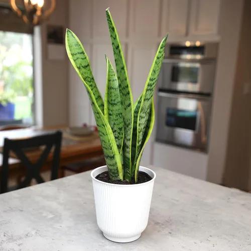 Vista 8 de Plants for Pets - Planta de serpiente viva con maceta blanca decorativa, suculentas Sansevieria Trifasciata Laurentii, plantas