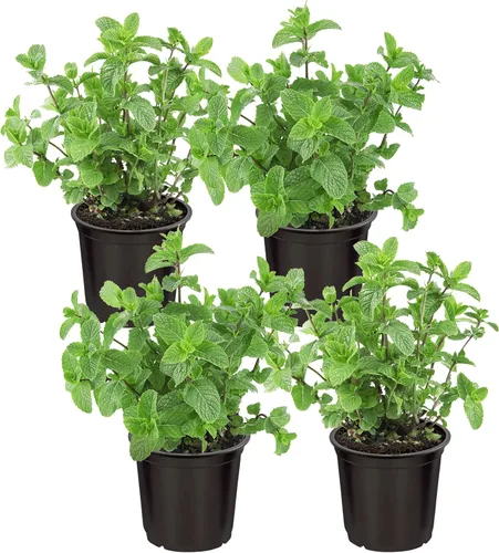 Vista 12 de Hierba aromática y comestible viva, lavanda (4 por paquete), potenciador natural del sueño, 6 pulgadas de alto por 4 pulgadas de ancho en 1 pinta