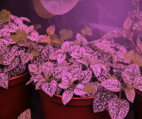 Vista 5 de MiracleLED 604595 - Luz de cultivo roja y azul de 150 W, multiplanta, rojo y azul, 1 paquete, multiplanta roja y azul, 150 W
