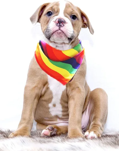 Vista 7 de Mayam Bandanas de arco iris, orgullo gay, LGBTQ, bandana para diadema, bufanda unisex para festivales, fiestas, celebraciones y uso diario