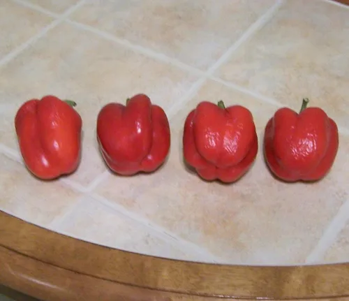 Vista 2 de 100 Pimiento Pimiento (rojo dulce Pimientio/Italianelle/Queso, Asado, Freír Pimienta) Capiscum Annuum