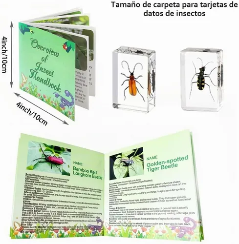 Vista 3 de 20 piezas de insectos en resina preservada de insectos, colección de espécimen pisapapeles de resina de insectos diversos especímenes de insectos